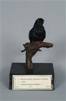 小卷尾藏品圖，第10張